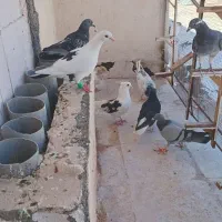صید بوم بلند