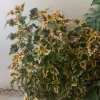 لوازم خانه|حراج|چناران, |دیوار