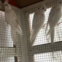 عروس البینو چشم شرابی|پرنده|بم, |دیوار