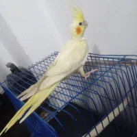 عروس هلندی