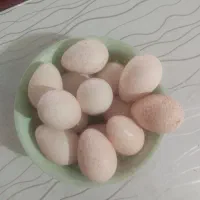 تخم بوقلمون