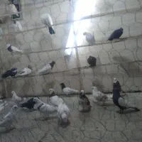 کبوتر|پرنده|دورود, |دیوار