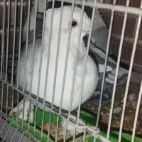 کبوتر بلژیکی|پرنده|قم, نیروگاه|دیوار