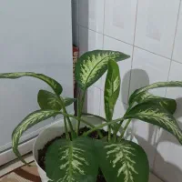 گل آپارتمانی|گل و گیاه طبیعی|اقبالیه, |دیوار