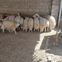 فروش فوری 6عدد کاور درجه یک|حیوانات مزرعه|دره شهر, |دیوار