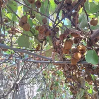 ویلاباغ1100مترخشکبیجاربلوارساحل بهارخواب((آناملک))|فروش خانه و ویلا|رشت, امین الضرب|دیوار