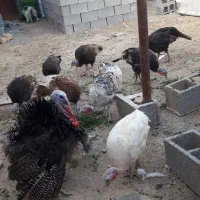 فروش بوقلمون محلی