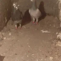 کفتر نره|پرنده|چناران, |دیوار