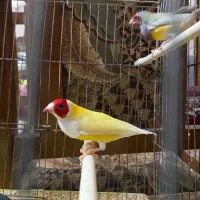 برنده|پرنده|کازرون, |دیوار