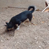 سگ پاکوتاسه عدد
