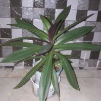 گل یوکا سانسوریا زاموفیلیا بلک