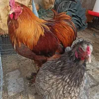 مرغ و خروس برهما|حیوانات مزرعه|جعفرآباد, |دیوار