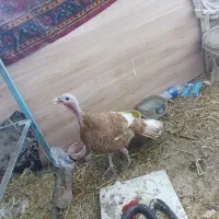 بوقلمون