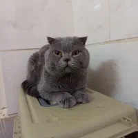 اسکاتیش بلو نر جفت گیری