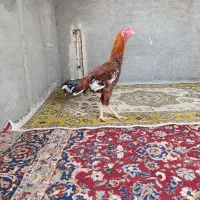 جوجه خروس لاری