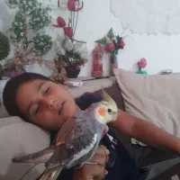 یک عددعروس هلندی سرحال وسالم|پرنده|شیراز, شهرک کوشکک|دیوار