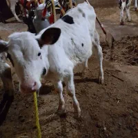 یک راس گوساله ماده شیر خوار بفروش میرسد