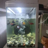 آکواریوم ۱۵ ماهی پلاتی پمپ هوا تصفیه بخاری و چراغ