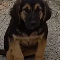 واگذاری توله دوماهه نیم نر|سگ|شیراز, کاراندیش|دیوار