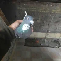 لایه دمسفید