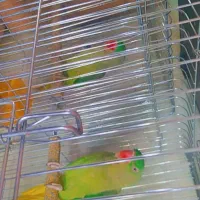 شاه طوطی و ماده ملنگو|پرنده|محمدبار, |دیوار