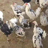 فروش مرغ و دستگاه جوجه کشی|حیوانات مزرعه|اصفهان, نقش جهان|دیوار