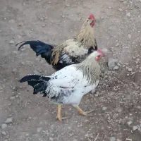 فروش 7عدد خروس محلی سالم