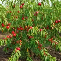 انار باغی انتخابی پرسود برای مناطق گرم و نیمهگرم|خدمات باغبانی و درختکاری|الیگودرز, |دیوار