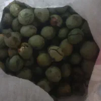 گردو|خوردنی و آشامیدنی|بابا حیدر, |دیوار