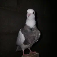 طوقی|پرنده|نیشابور, شهید بهشتی|دیوار