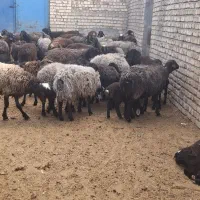 میش بره دار درشت