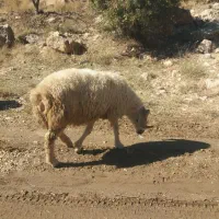 قوچ|حیوانات مزرعه|ثلاث باباجانی, |دیوار