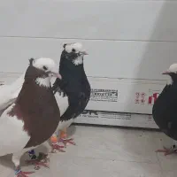 تعدادی طوقی