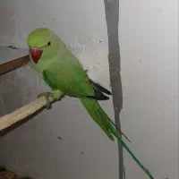 طوطی ملنگو ماده