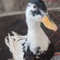 اردک