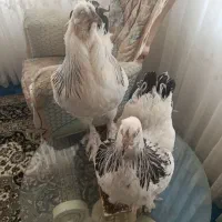 مجسمه پرنده زیبا|صنایع دستی و سایر لوازم تزئینی|مشهد, ایثارگران|دیوار