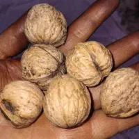 گردو تازه و روغنی خلخال