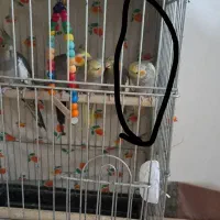 عروس هلندی|پرنده|نوشهر, |دیوار