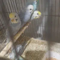 مرغ عشق|پرنده|بندر دیر, |دیوار