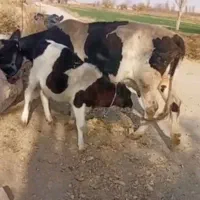 گاو شیری|حیوانات مزرعه|شال, |دیوار