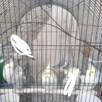 عروس هلندی|پرنده|شیراز, شیخ علی چوپان|دیوار