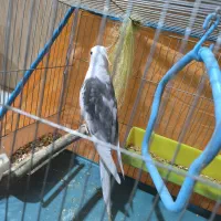 «جفت عروس هلندی مولد خاص(نر دوکت آلبینوکمیاب|پرنده|باوی, |دیوار