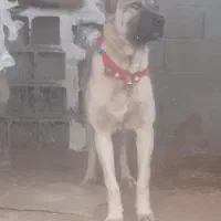 واگذاری سراب