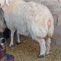 کره و بره و میش شروع قیمت از ۵۵۰۰تومن به بالا|حیوانات مزرعه|کرمان, |دیوار