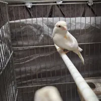 ماده قناری موزائیکی