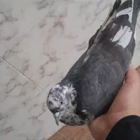 اعددسوسکی پرشی|پرنده|ایلخچی, |دیوار