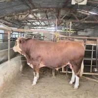 گوساله سیمینتال چاق درجه یک