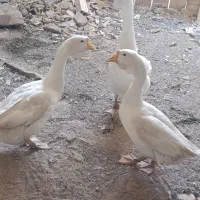 قو غاز دو نافه  اکراینی اصل