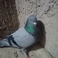 نرسبزگرفتنی|پرنده|نیمروز, |دیوار