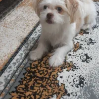 سگ شیتزو شناسنامه دار|سگ|قزوین, |دیوار